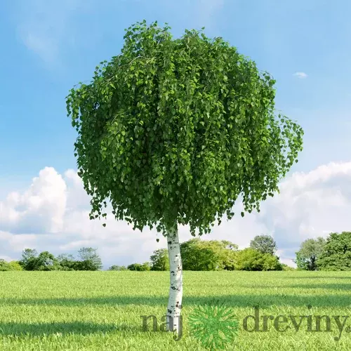 Breza himalájska Doorenbos, výška 160/180  cm, v črepníku Betula utilis Doorenbos