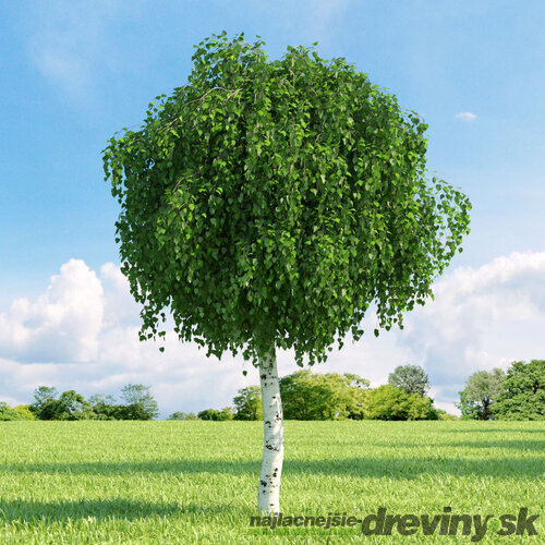 Breza himalájska Doorenbos, výška 160/180  cm, v črepníku Betula utilis Doorenbos