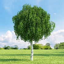 Breza himalájska Doorenbos, výška 160/180  cm, v črepníku Betula utilis Doorenbos