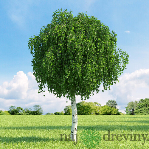 Breza himalájska Doorenbos, výška 160/180  cm, v črepníku Betula utilis Doorenbos