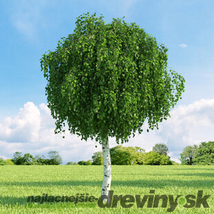 Breza himalájska Doorenbos, výška 160/180  cm, v črepníku Betula utilis Doorenbos