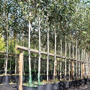 Breza himalájska Jacquemontii 250/300 cm, v črepníku 10l Betula Jacquemontii