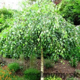 Breza himalájska Long Trunk, výška 200/250 cm, v črepníku Betula pendula Long Trunk