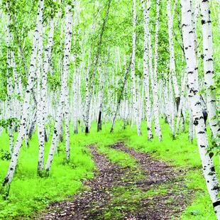 Breza jacquemontii, výška 180/220 cm, v črepníku 7,5l Betula Jacquemontii