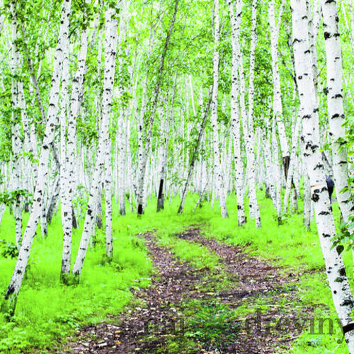 Breza jacquemontii, výška 180/220 cm, v črepníku 7,5l Betula Jacquemontii