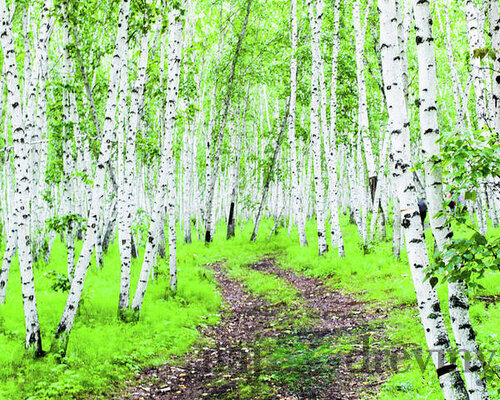 Breza jacquemontii, výška 180/220 cm, v črepníku 7,5l Betula Jacquemontii