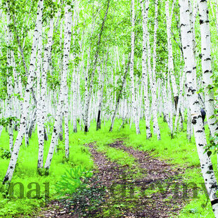 Breza jacquemontii, výška 180/220 cm, v črepníku 7,5l Betula Jacquemontii