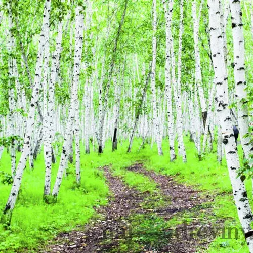 Breza jacquemontii, výška 180/220 cm, v črepníku 7,5l Betula Jacquemontii