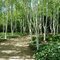 Breza jacquemontii, výška 300/350 cm, obvod kmienka 8/10 cm, v črepníku Betula Jacquemontii