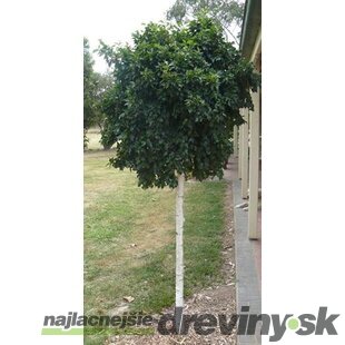 Breza Magical Globe, na kmienku 180/200 cm, v črepníku Betula pendula magical globe