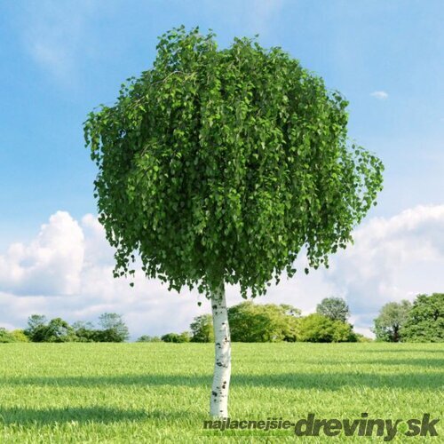 Breza Magical Globe, na kmienku 180 cm, v črepníku Betula pendula magical globe