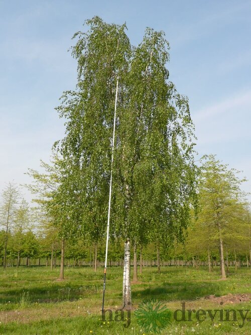 Breza previsnutá Pendula, výška 160/180 cm, v črepníku Betula pendula