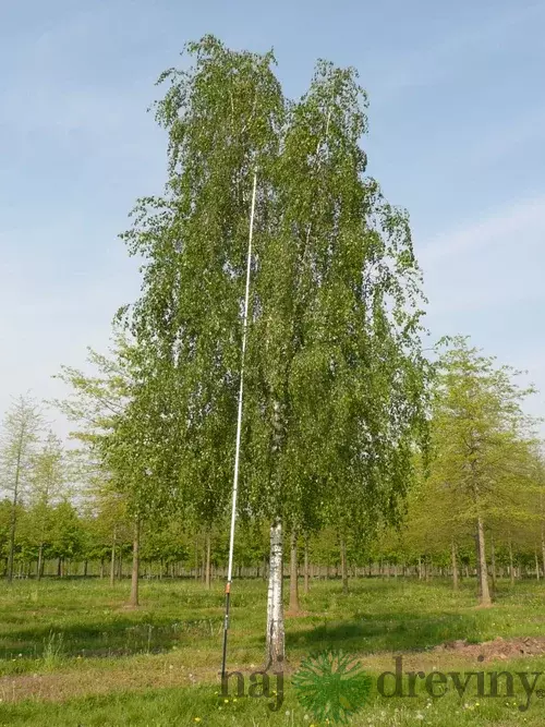 Breza previsnutá Pendula, výška 160/180 cm, v črepníku Betula pendula