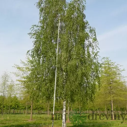 Breza previsnutá Pendula, výška 160/180 cm, v črepníku Betula pendula
