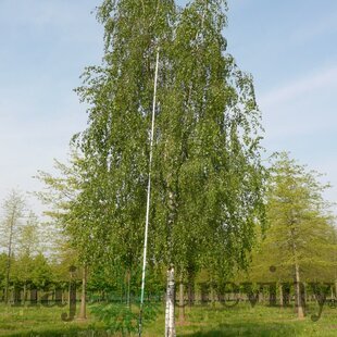 Breza previsnutá Pendula, výška 160/180 cm, v črepníku Betula pendula