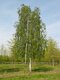 Breza previsnutá Pendula, výška 160/180 cm, v črepníku Betula pendula