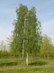 Breza previsnutá Pendula, výška 160/180 cm, v črepníku Betula pendula