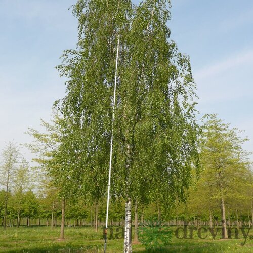 Breza previsnutá Pendula, výška 160/180 cm, v črepníku Betula pendula