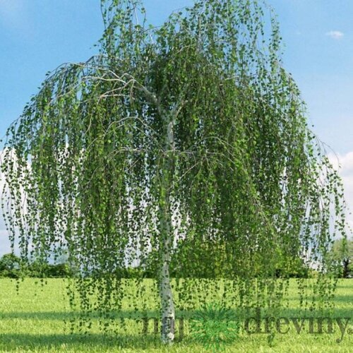 Breza previsnutá Pendula, výška 190/210 cm, v črepníku Betula pendula