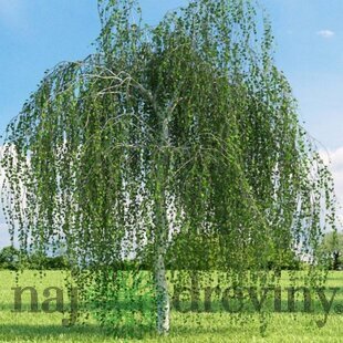 Breza previsnutá Pendula, výška 190/210 cm, v črepníku Betula pendula