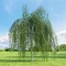 Breza previsnutá Pendula, výška 230/260 cm, v črepníku 15l Betula pendula