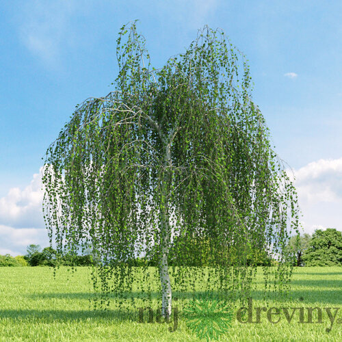 Breza previsnutá Pendula, výška 230/260 cm, v črepníku 15l Betula pendula