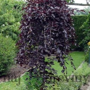 Breza previsnutá purpurová, 150/200 cm, v črepníku Betula pendula purpurea