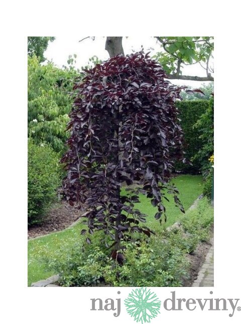 Breza previsnutá purpurová, 150/200 cm, v črepníku Betula pendula purpurea