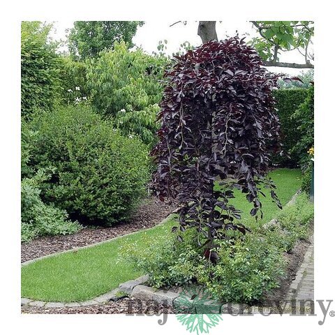 Breza previsnutá purpurová, výška 250/350 cm, obvod 8/10 cm, v črepníku 50l Betula pendula purpurea
