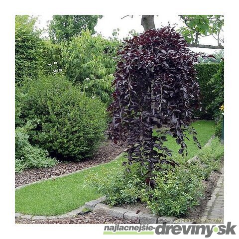 Breza previsnutá purpurová, výška 250/350 cm, obvod 8/10 cm, v črepníku 50l Betula pendula purpurea