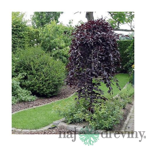 Breza previsnutá purpurová, výška 250/350 cm, obvod 8/10 cm, v črepníku 50l Betula pendula purpurea