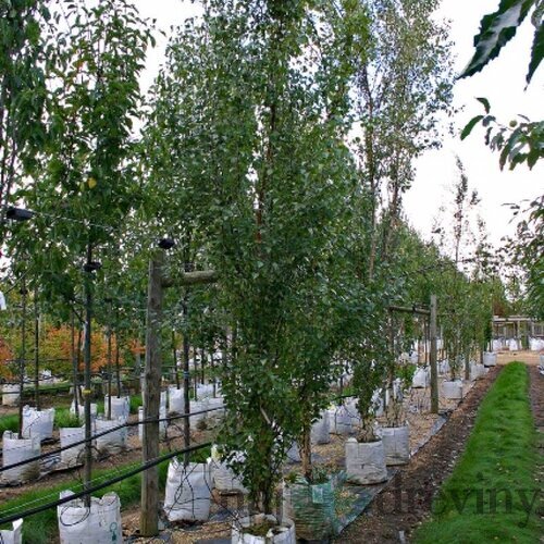 Breza previsnutá stĺpovitá 120/150 cm, v črepníku Betula pendula fastigiata