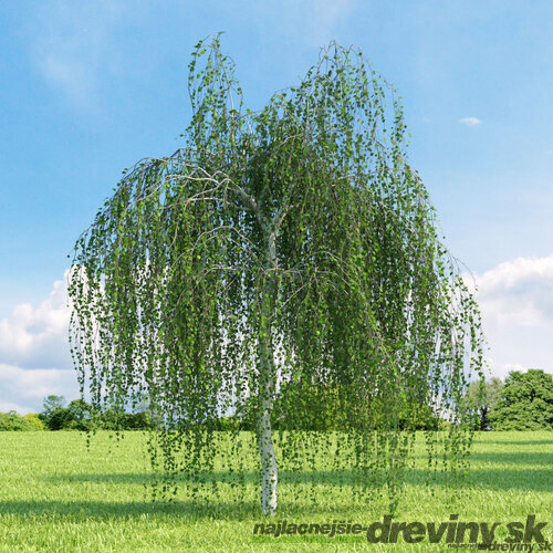 Breza previsnutá, výška 140/160 cm, obvod kmienka 10/14 cm, v črepníku 27/40l Betula pendula