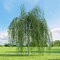 Breza previsnutá, výška 140/160 cm, obvod kmienka 10/14 cm, v črepníku 27/40l Betula pendula