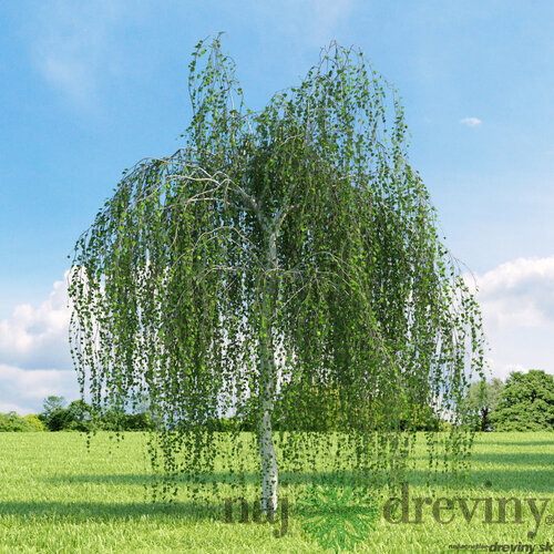 Breza previsnutá, výška 140/160 cm, obvod kmienka 10/14 cm, v črepníku 27/40l Betula pendula