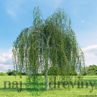 Breza previsnutá, výška 140/160 cm, obvod kmienka 10/14 cm, v črepníku 27/40l Betula pendula