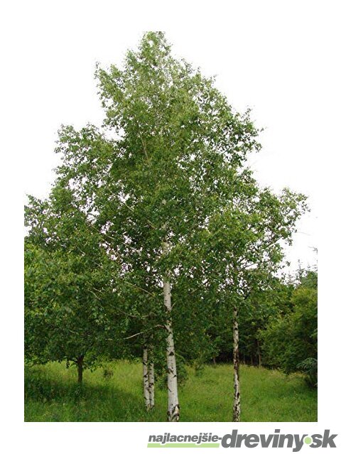 Breza previsnutá výška 400+ cm, obvod kmienka 14/18 cm, v črepníku 65l Betula pendula