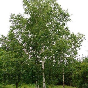 Breza previsnutá výška 400+ cm, obvod kmienka 14/18 cm, v črepníku 65l Betula pendula