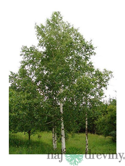 Breza previsnutá výška 400+ cm, obvod kmienka 14/18 cm, v črepníku 65l Betula pendula