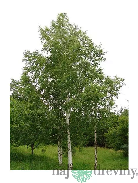 Breza previsnutá výška 400+ cm, obvod kmienka 14/18 cm, v črepníku 65l Betula pendula