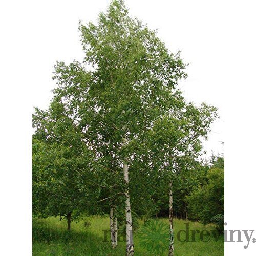 Breza previsnutá výška 400+ cm, obvod kmienka 14/18 cm, v črepníku 65l Betula pendula