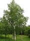 Breza previsnutá výška 400+ cm, obvod kmienka 14/18 cm, v črepníku 65l Betula pendula