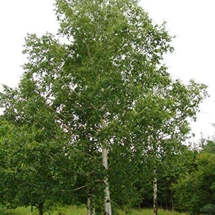 Breza previsnutá výška 400+ cm, obvod kmienka 14/18 cm, v črepníku 65l Betula pendula
