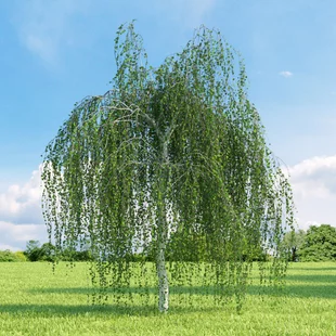 Breza previsnutá Youngii na kmienku, výška 150/170 cm, v črepníku 5l Betula pendula Youngii