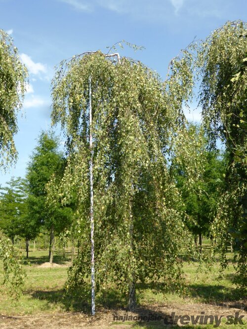 Breza previsnutá Youngii, výška 280/320 cm, v črepníku 20l Betula pendula Youngii