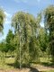 Breza previsnutá Youngii, výška 280/320 cm, v črepníku 20l Betula pendula Youngii