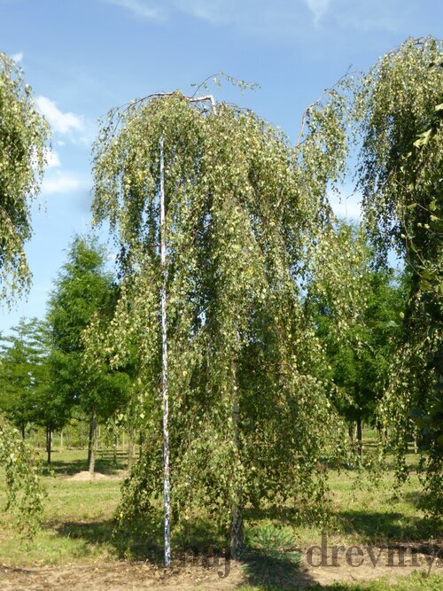 Breza previsnutá Youngii, výška 280/320 cm, v črepníku 20l Betula pendula Youngii