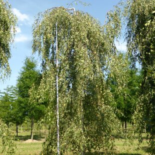 Breza previsnutá Youngii, výška 280/320 cm, v črepníku 20l Betula pendula Youngii