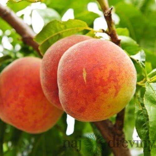 Broskyňa Harnas, výška 140/180 cm,1-ročná, podpník broskyňa Rakoniewicka, voľnokorenná Prunus persica Harnas