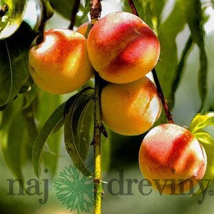 Broskyňa HARNAS, výška 180/200 cm, už rodiaca, v črepníku podpník Alycza Prunus persica Harnas